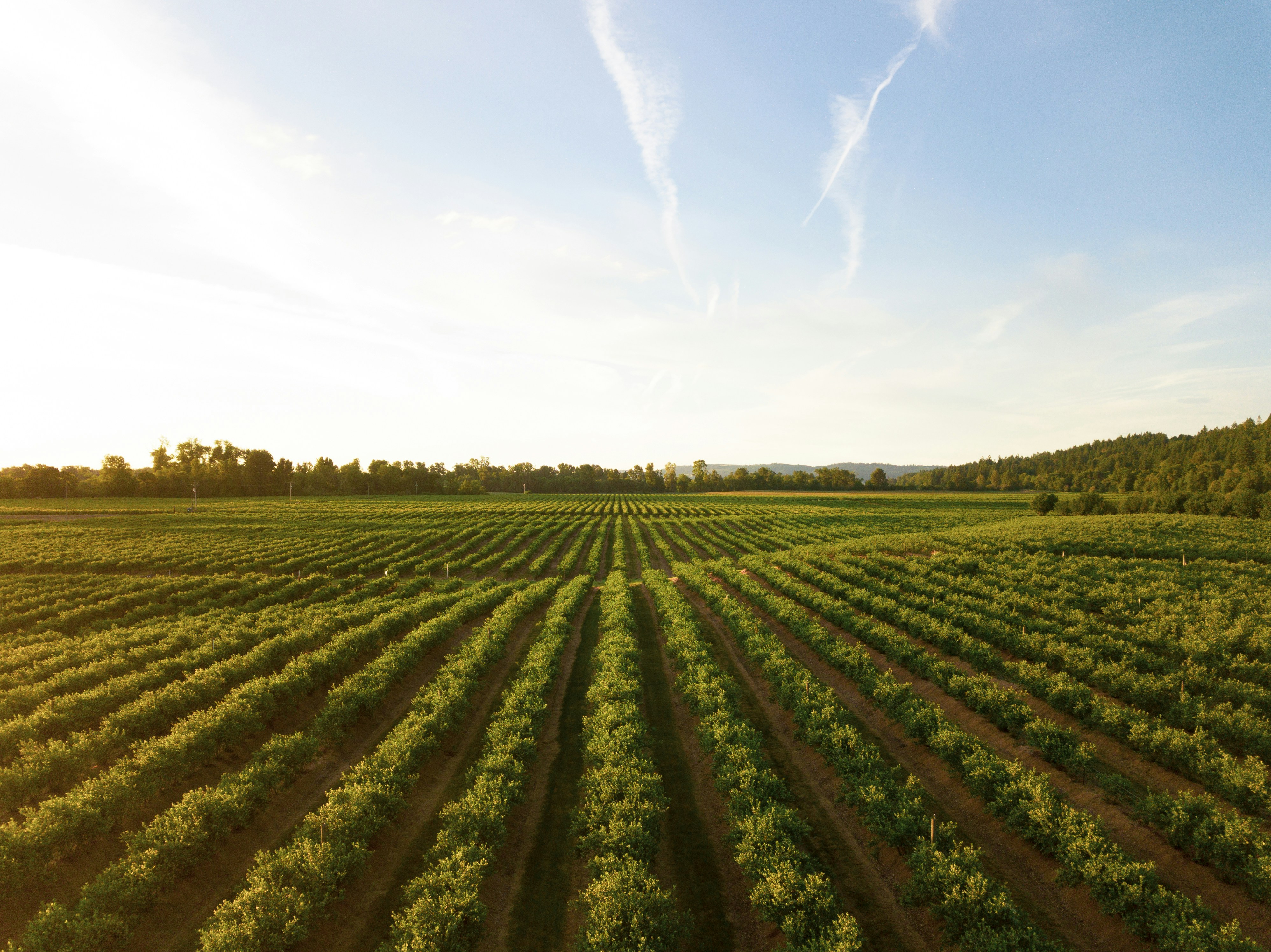Background field